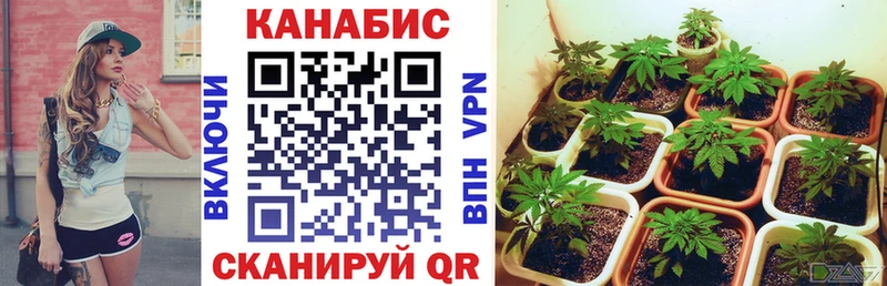Шишки марихуана индика  кракен вход  Ачхой-Мартан 